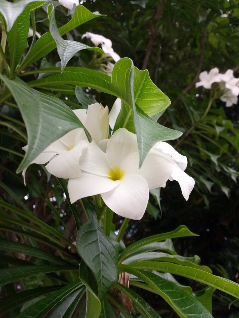 Plumeria pudica (Plumeria pudica)