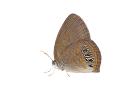 Neonympha areolatus