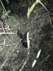 Cyclosternum schmardae