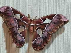 Rothschildia speculifer