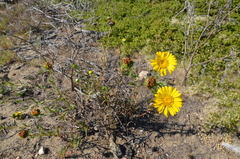 Grindelia stricta angustifolia