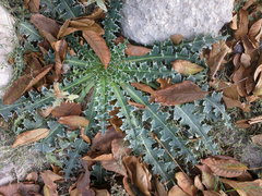 Carduus nutans leiophyllus