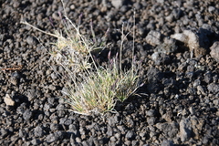 Festuca auriculata