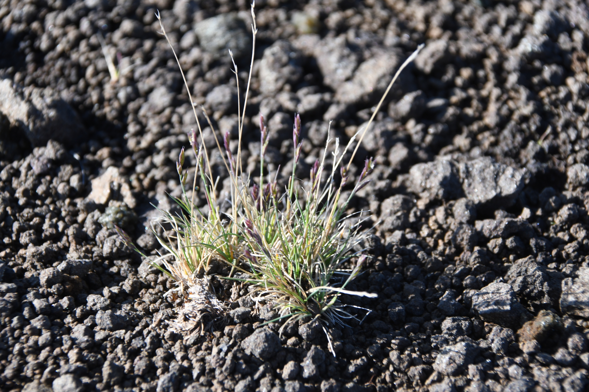 Festuca auriculata