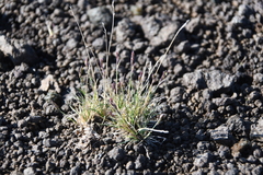 Festuca auriculata