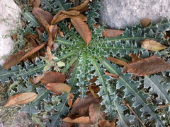 Carduus nutans leiophyllus