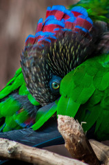 Deroptyus accipitrinus