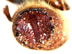 Ips sexdentatus