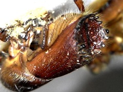 Ips sexdentatus