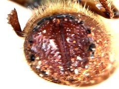 Ips sexdentatus