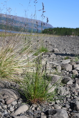 Festuca richardsonii