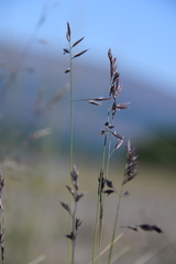 Festuca richardsonii