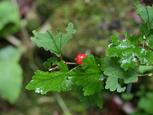 Ribes alpinum
