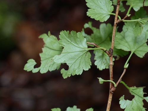 Ribes alpinum