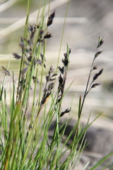 Festuca richardsonii