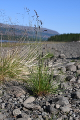 Festuca richardsonii