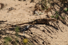 Meroles suborbitalis