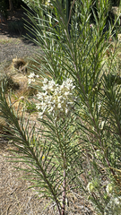 Asclepias linaria
