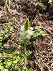 Dischisma ciliatum erinoides