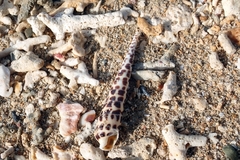 Terebra subulata