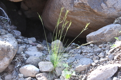 Festuca viviparoidea