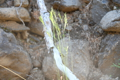 Festuca viviparoidea