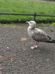 Larus argentatus
