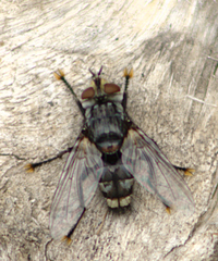 Tachinomyia