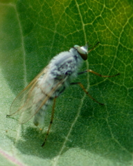 Pandivirilia