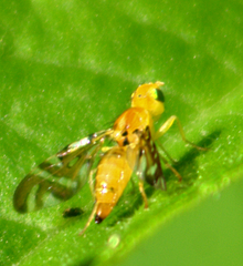 Strauzia longipennis