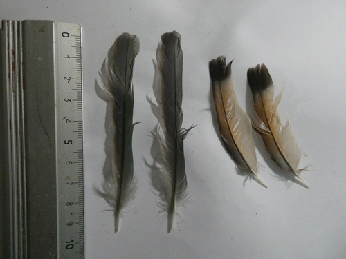 Plume de Guêpier d'Europe