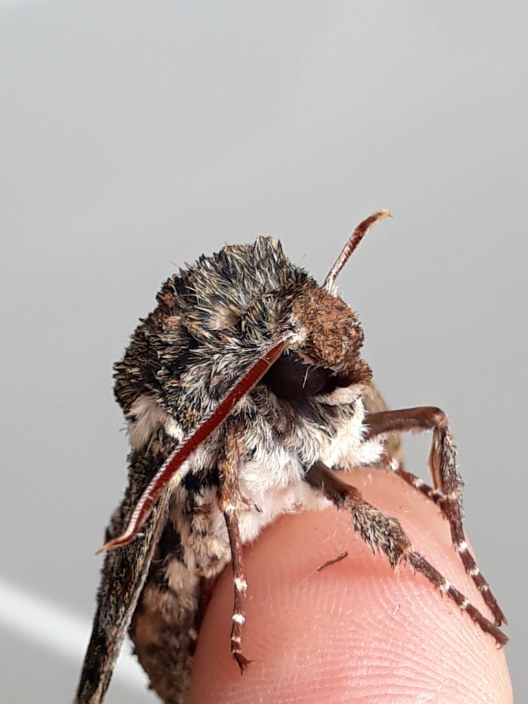 Manduca lichenea