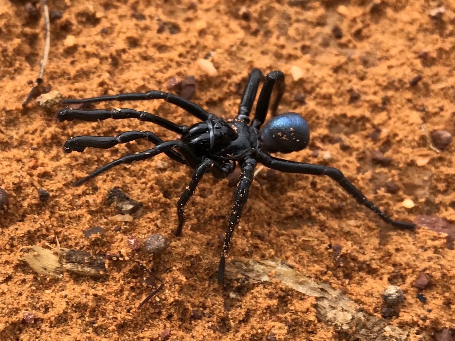 Actinopus candango Miglio, Pérez-Miles & Bonaldo, 2020