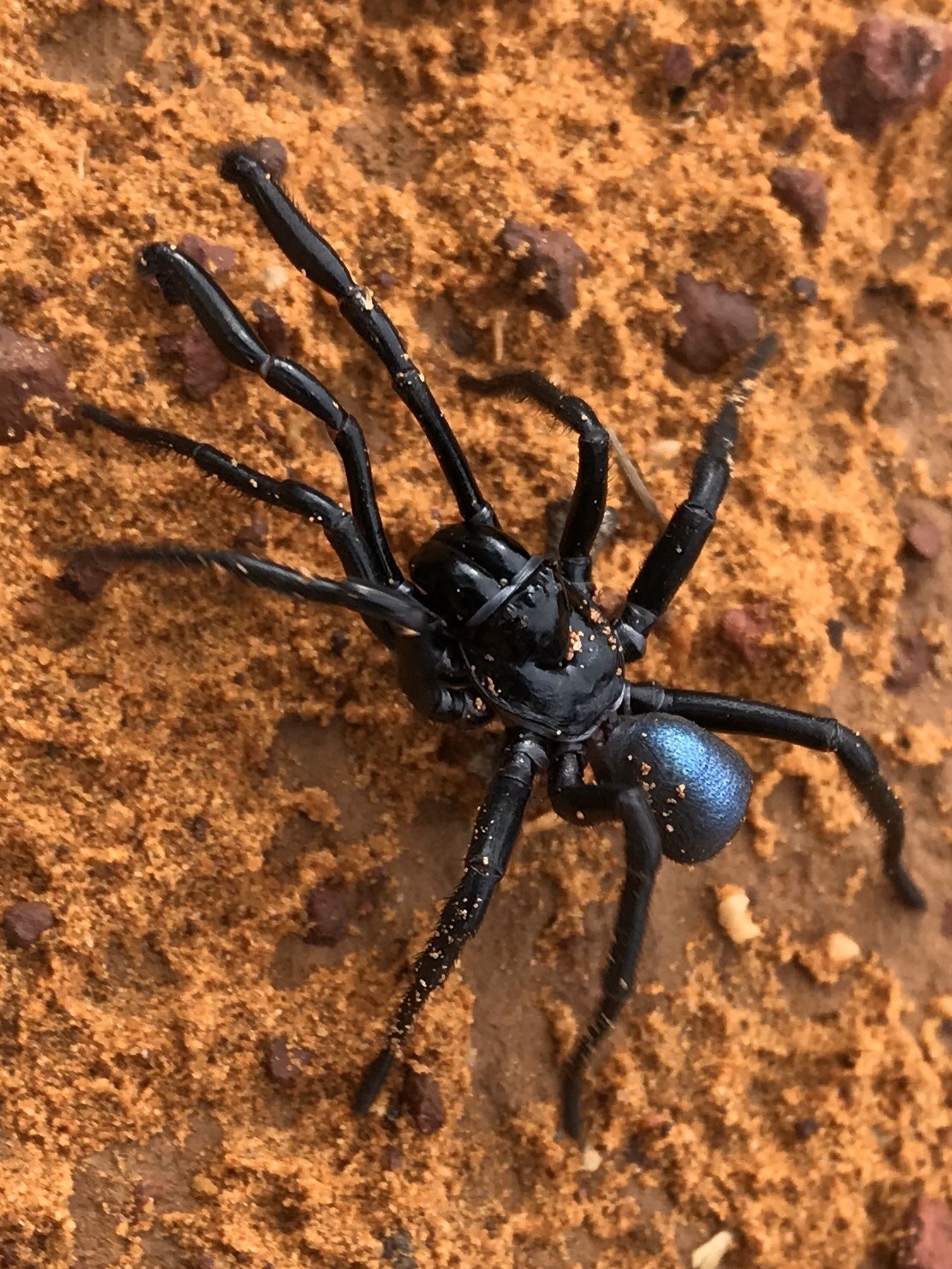 Actinopus candango Miglio, Pérez-Miles & Bonaldo, 2020
