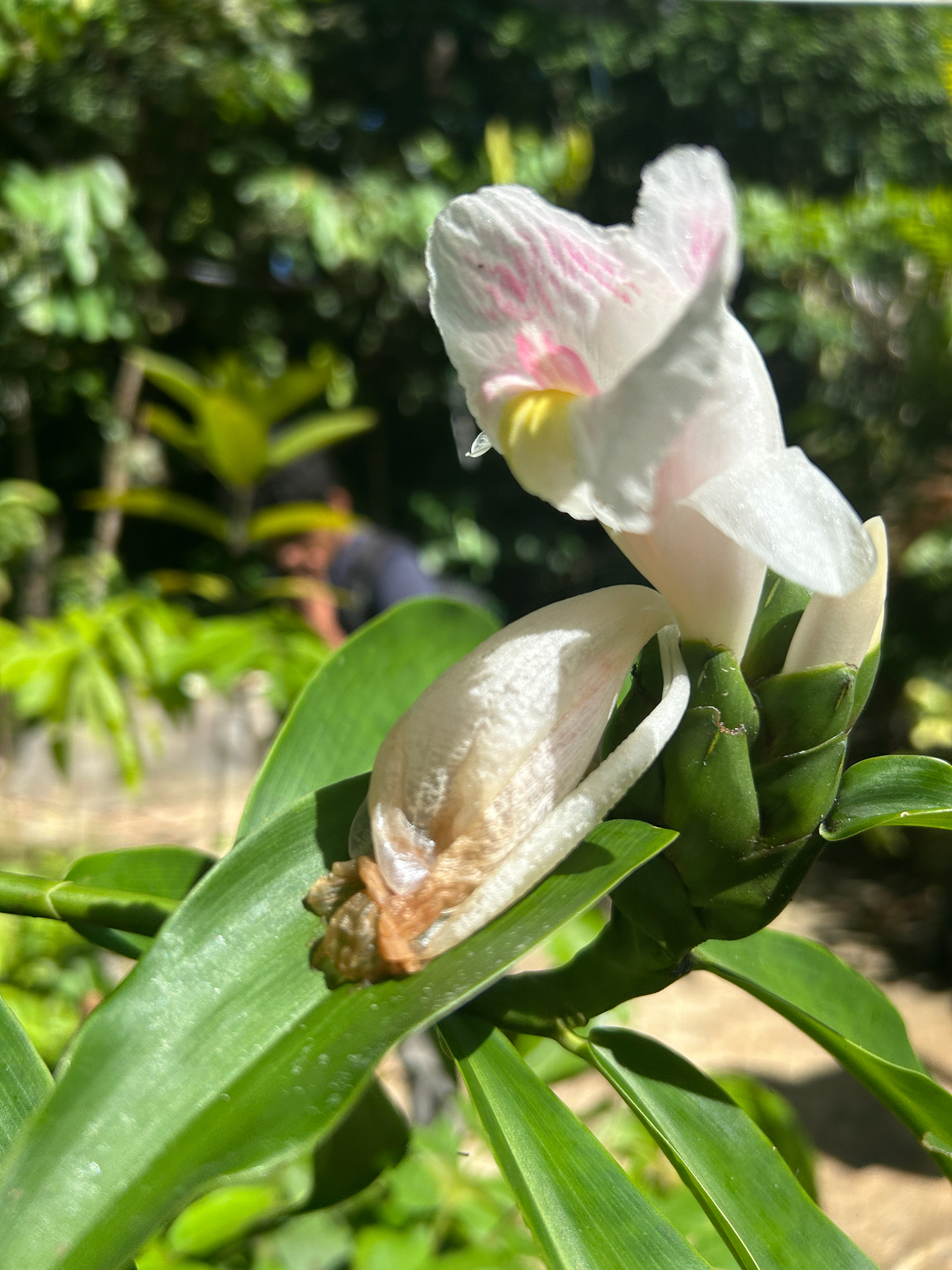 Costus Arabicus (Costus arabicus)