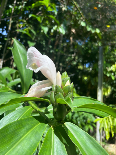 Costus arabicus, photograph 2