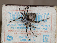 Araneus tartaricus
