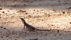 Pogona minor