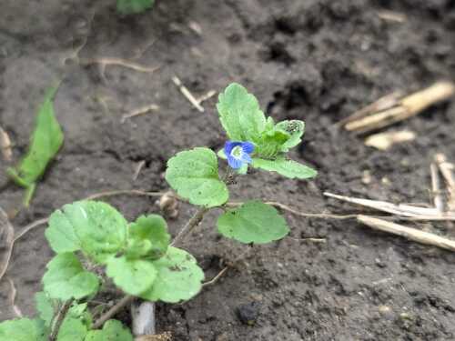 Veronica opaca (Veronica opaca)