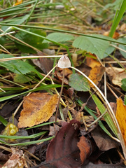 Mycena vitilis