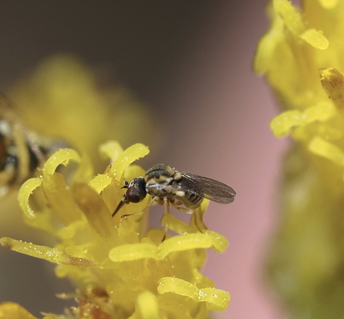 Empidideicus atomus