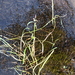 Sabine-Grass - Photo (c) Игорь Поспелов, some rights reserved (CC BY-NC), uploaded by Игорь Поспелов