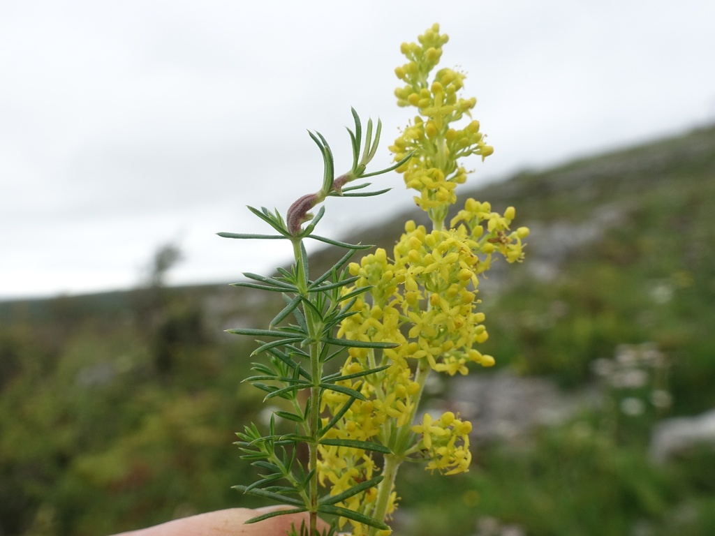 Geocrypta rostriformis