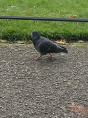 Columba livia domestica