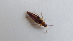 Lordithon trinotatus