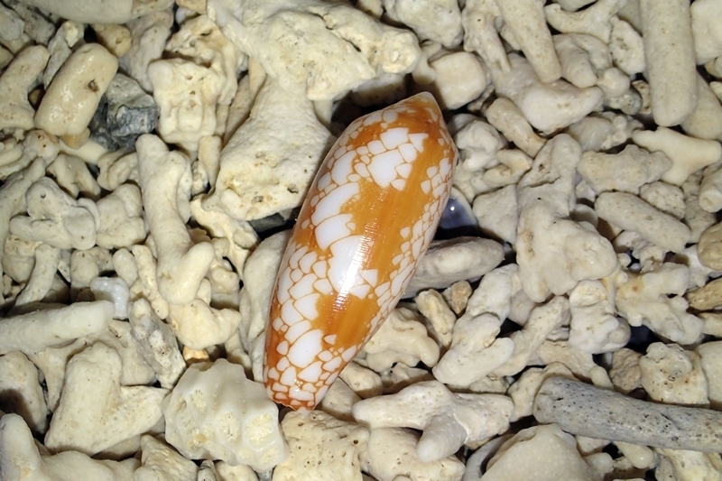 Princely Cone (Conus aulicus) · iNaturalist