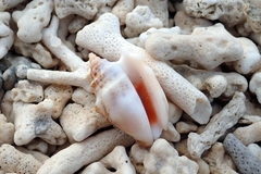 Euprotomus aurisdianae