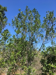 Chionanthus foveolatus