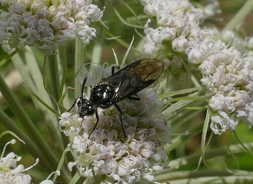 Meadowsweet Fusehorn