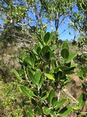 Chionanthus foveolatus